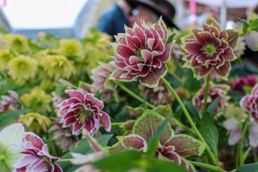 How to Grow Hellebores with Northwest Garden Nursery