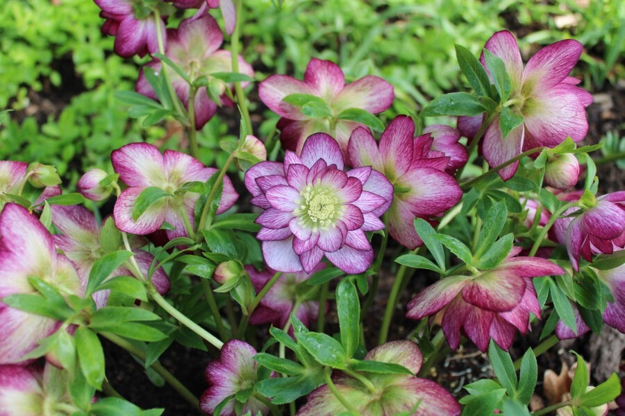 How to Grow Hellebores with Northwest Garden Nursery