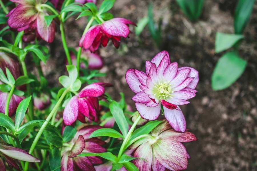 How to Grow Hellebores with Northwest Garden Nursery