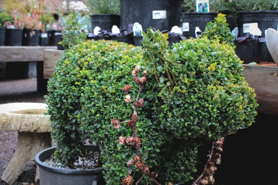 Garden Design for Winter Interest with Pomarius Nursery