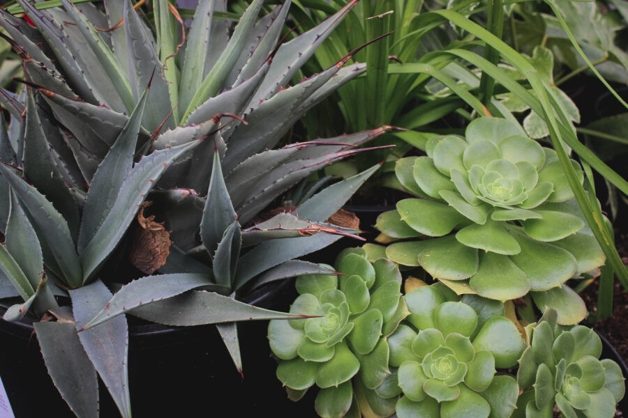 Garden Design for Winter Interest with Pomarius Nursery