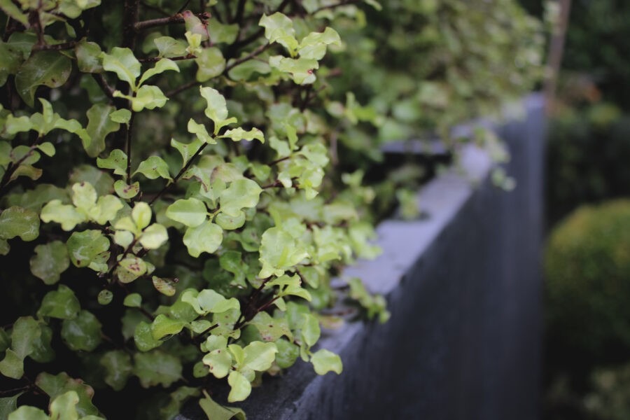 Garden Design for Winter Interest with Pomarius Nursery