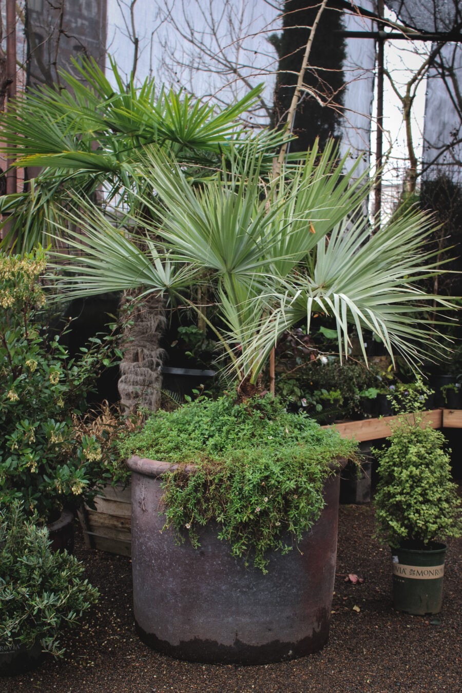 Garden Design for Winter Interest with Pomarius Nursery