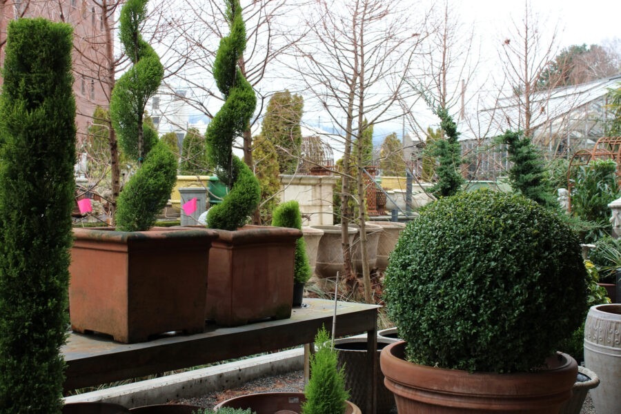 Garden Design for Winter Interest with Pomarius Nursery