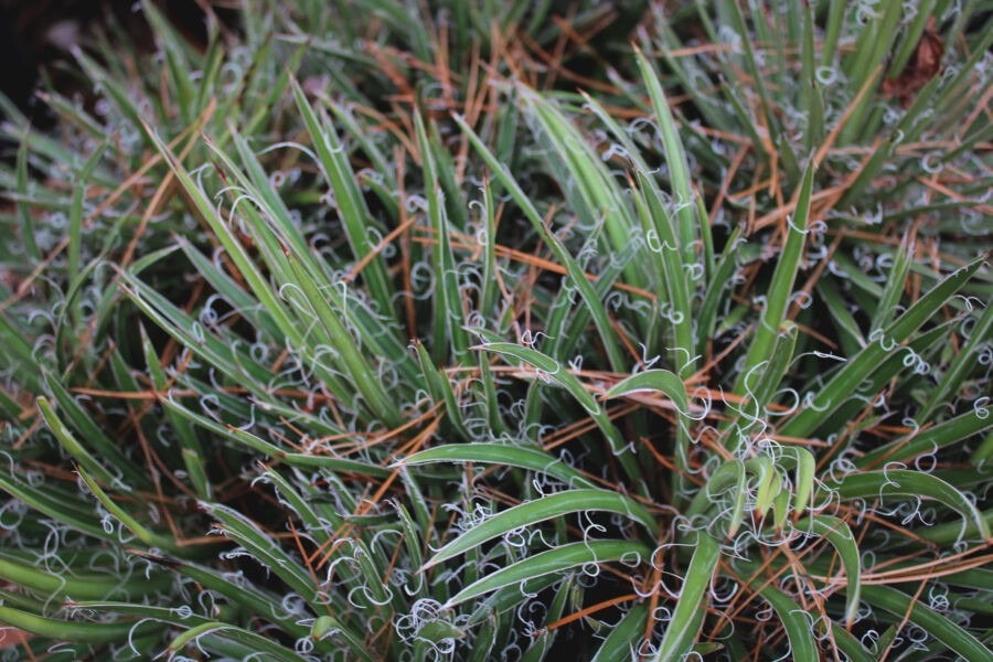 Garden Design for Winter Interest with Pomarius Nursery