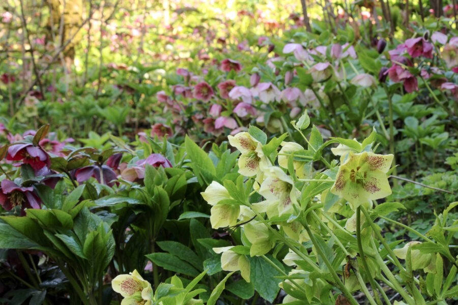 Old Germantown Gardens
