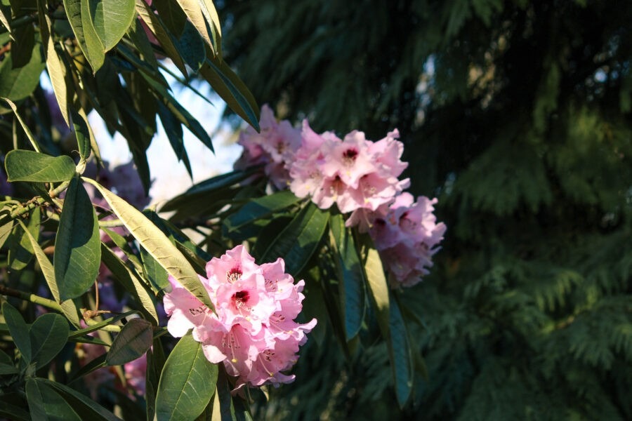 Old Germantown Gardens