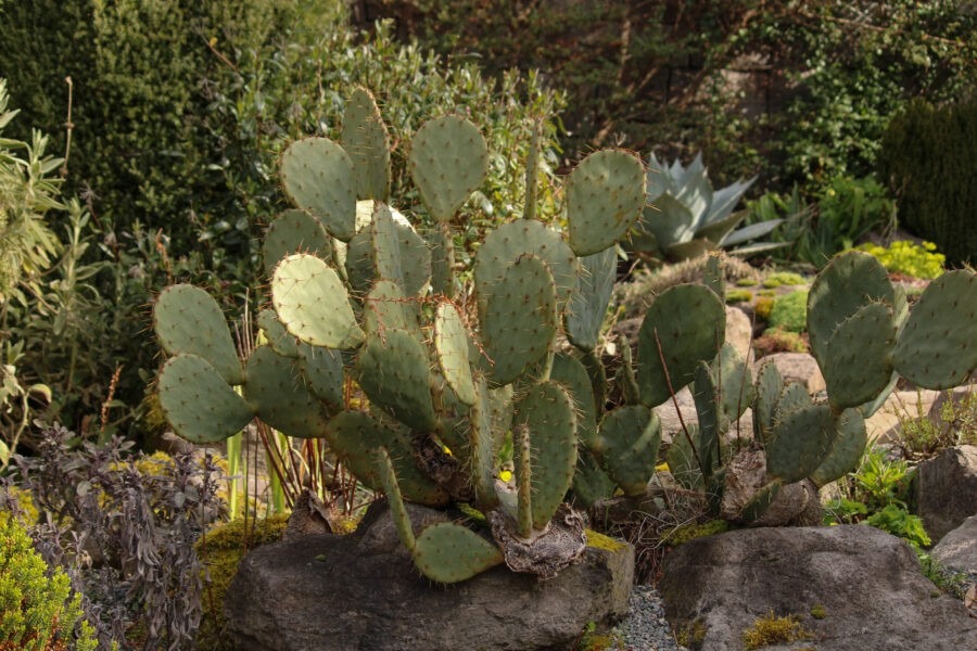 Old Germantown Gardens