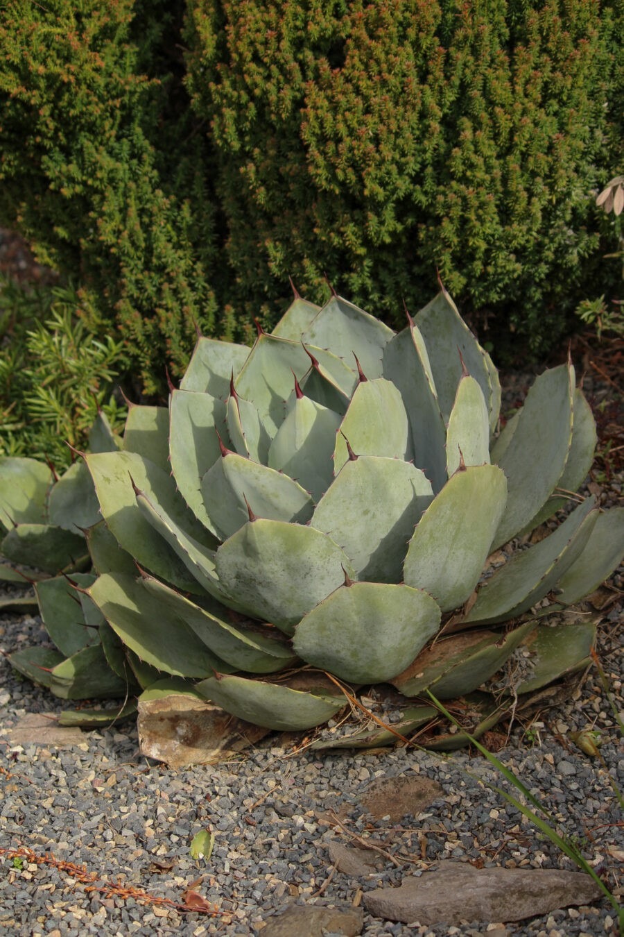 Old Germantown Gardens