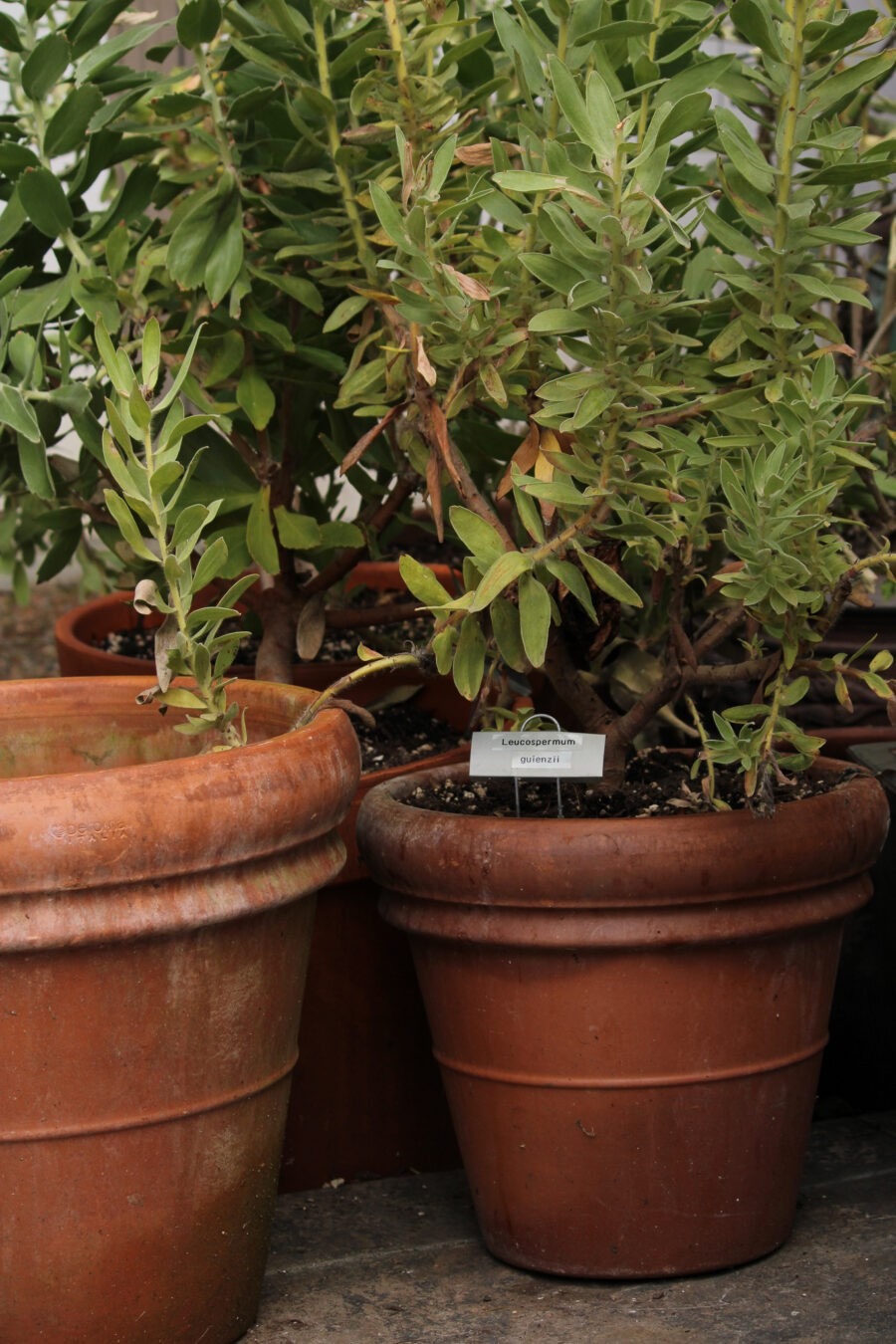 Old Germantown Gardens