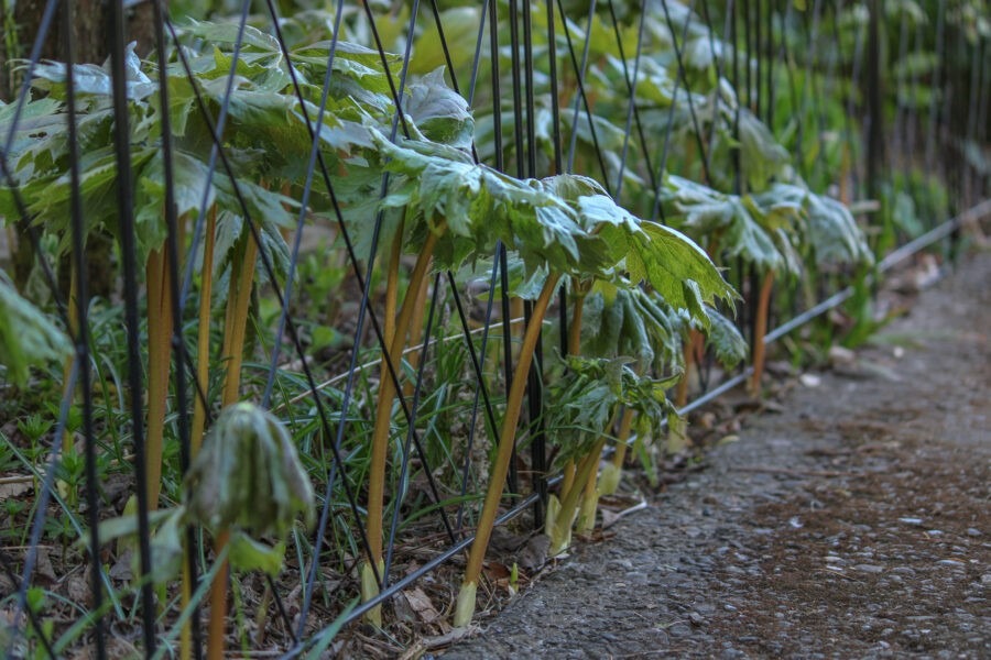 Member Garden Tour: Kathleen of Old Hurlburt School Gardens