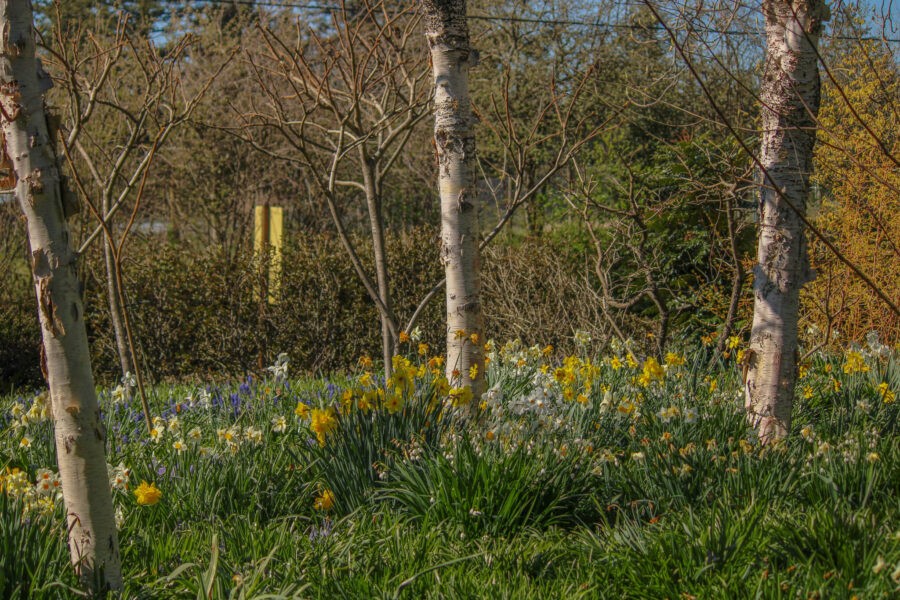 Member Garden Tour: Kathleen of Old Hurlburt School Gardens
