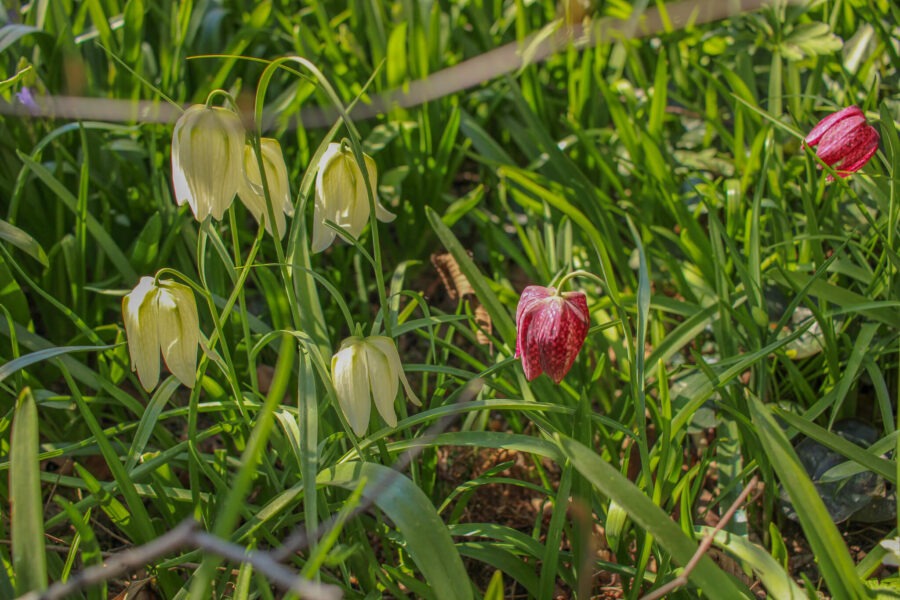 Member Garden Tour: Kathleen of Old Hurlburt School Gardens