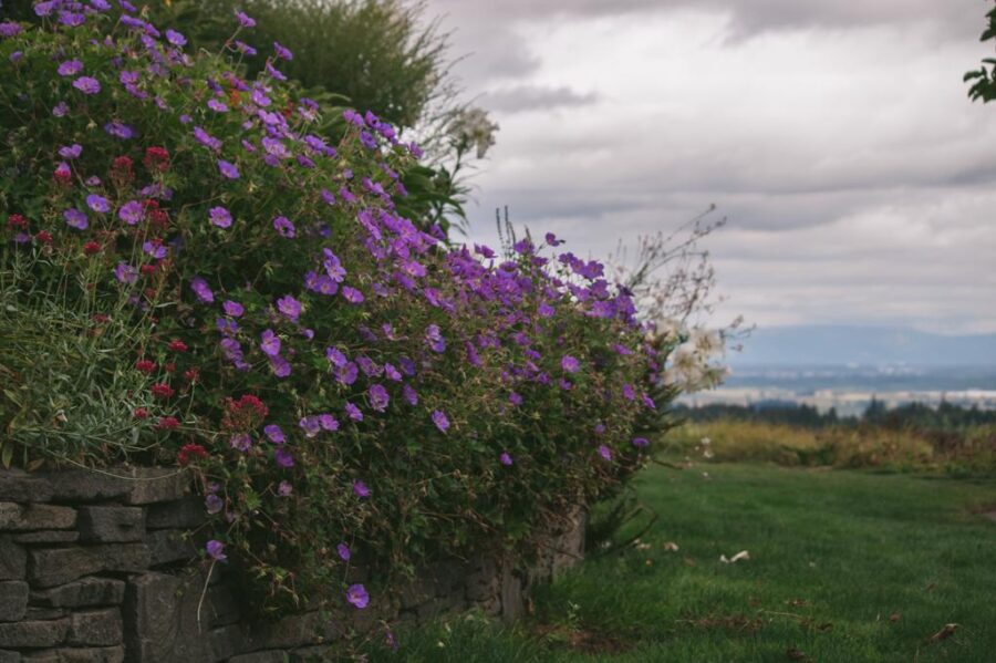 member garden tour lux perennials
