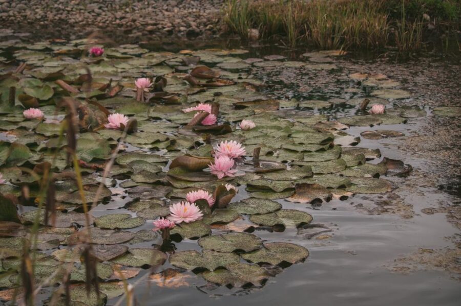 member garden tour lux perennials