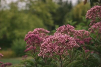 member garden tour lux perennials