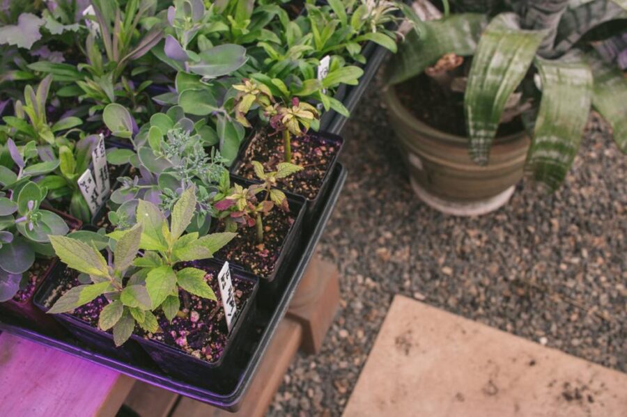 member garden tour lux perennials