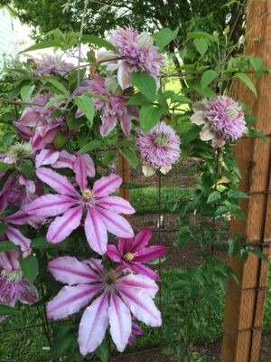 Josephine and Liberation