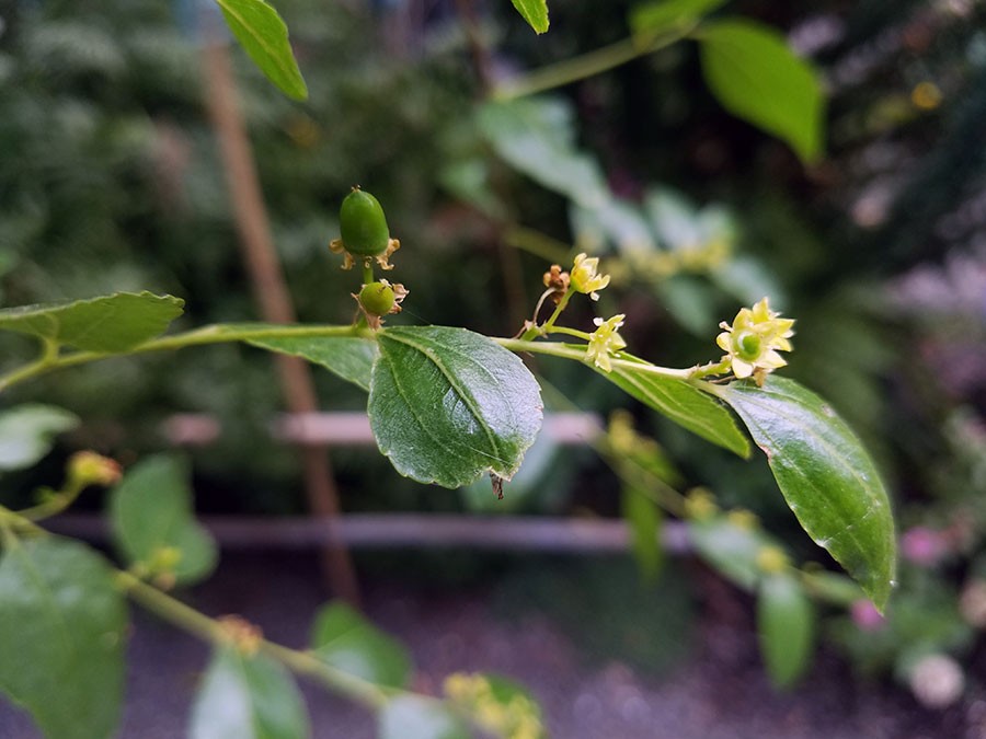 Jujube leaves flowers and developing fruit