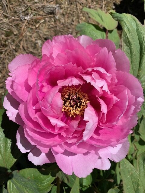 Kishu Caprice hybridized by his dad Allan Roger