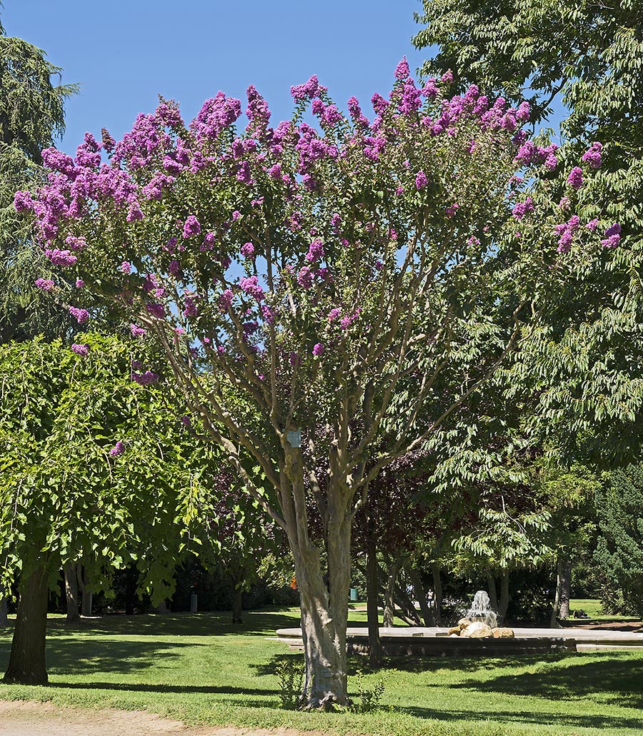 Lagerstroemia