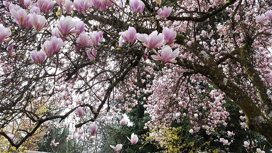 Magnolia in Bloom