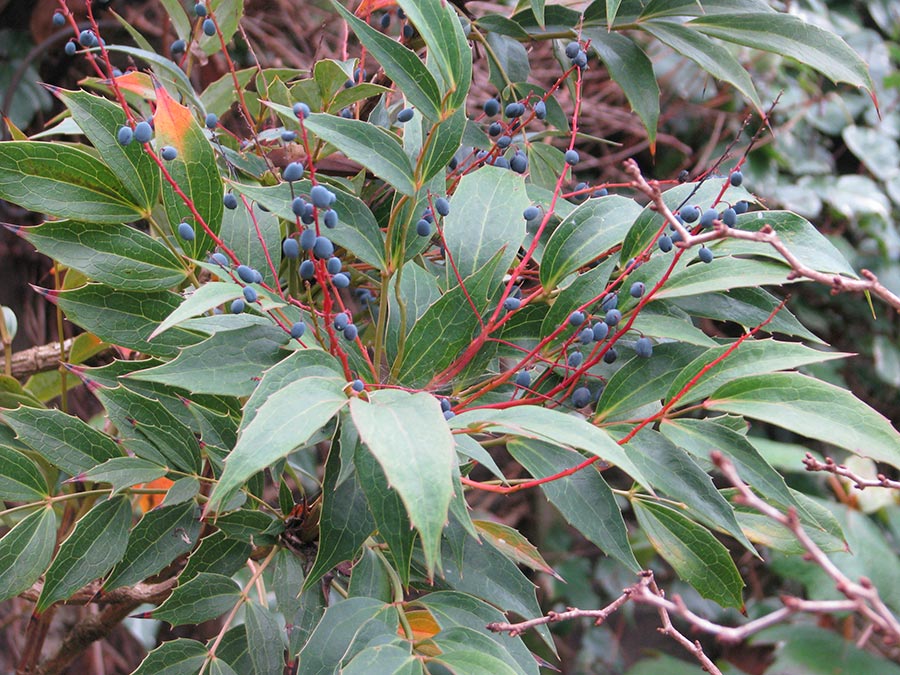 Mahonia gracilipes