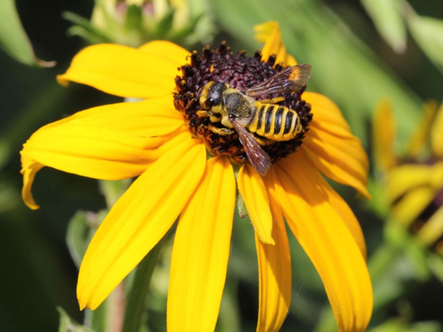 Megachilidae female on Rudbeckia fulgida