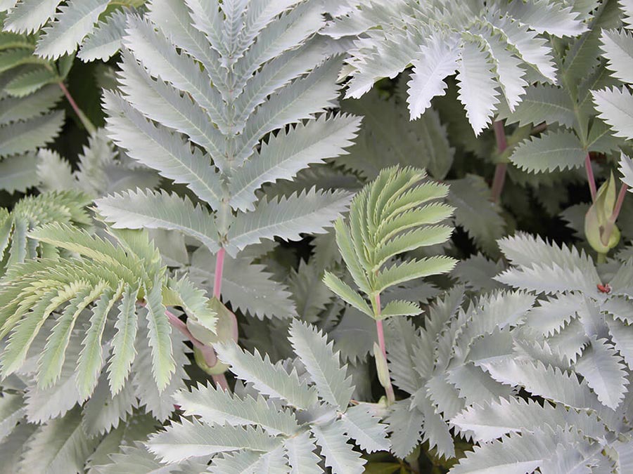 Melianthus major ‘Antonow’s Blue’