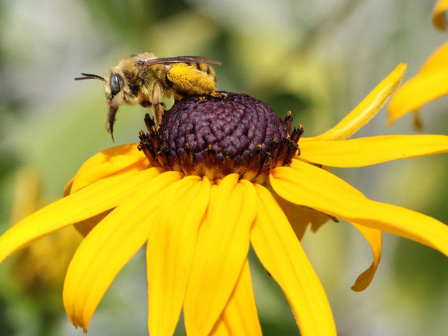 Melissodes female on Rudbeckia fulgida