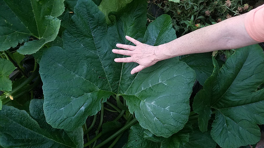 My sister's hand on a squash leaf 2017