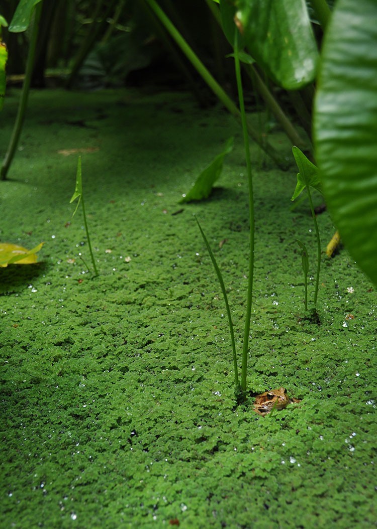 Native Plants for Oregon Gardens at Bosky Dell