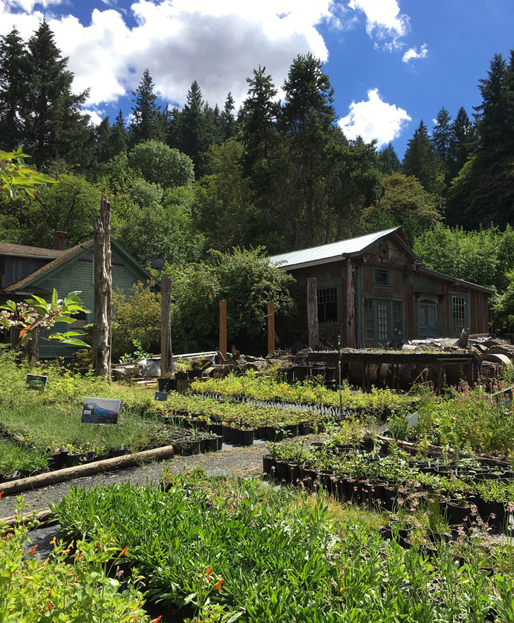 Native Plants for Oregon Gardens at Bosky Dell