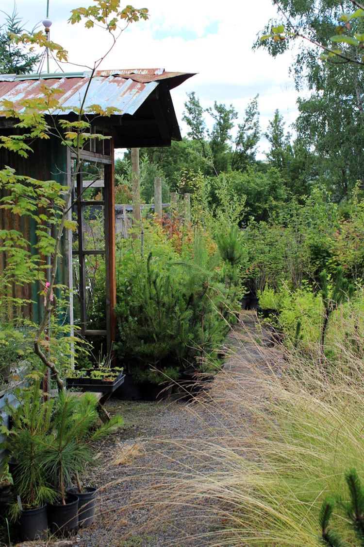 Native Plants for Oregon Gardens at Bosky Dell