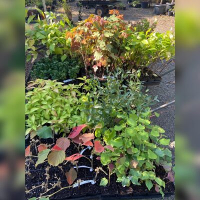 Nursery Plants