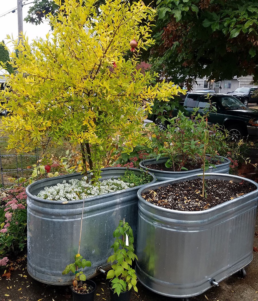 Our driveway with pomegranate trees and blueberries with a lingonberry in stock tanks on top of piano dollies