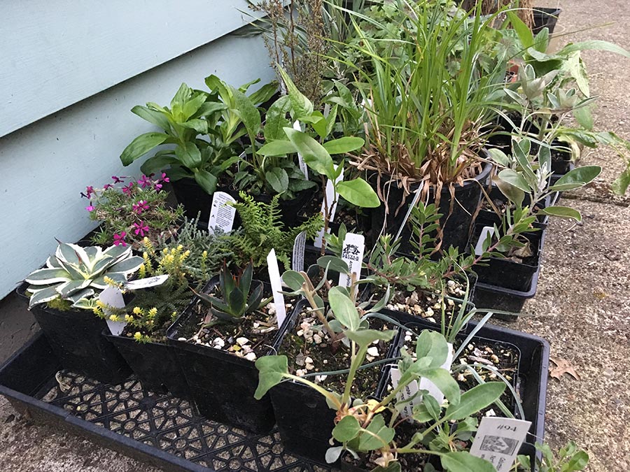 Jane Finch-Howell Garden