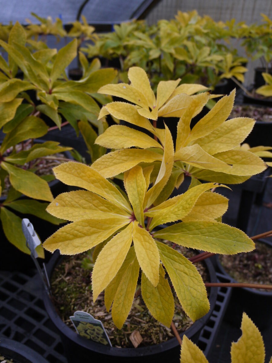 How to Grow Hellebores with Northwest Garden Nursery