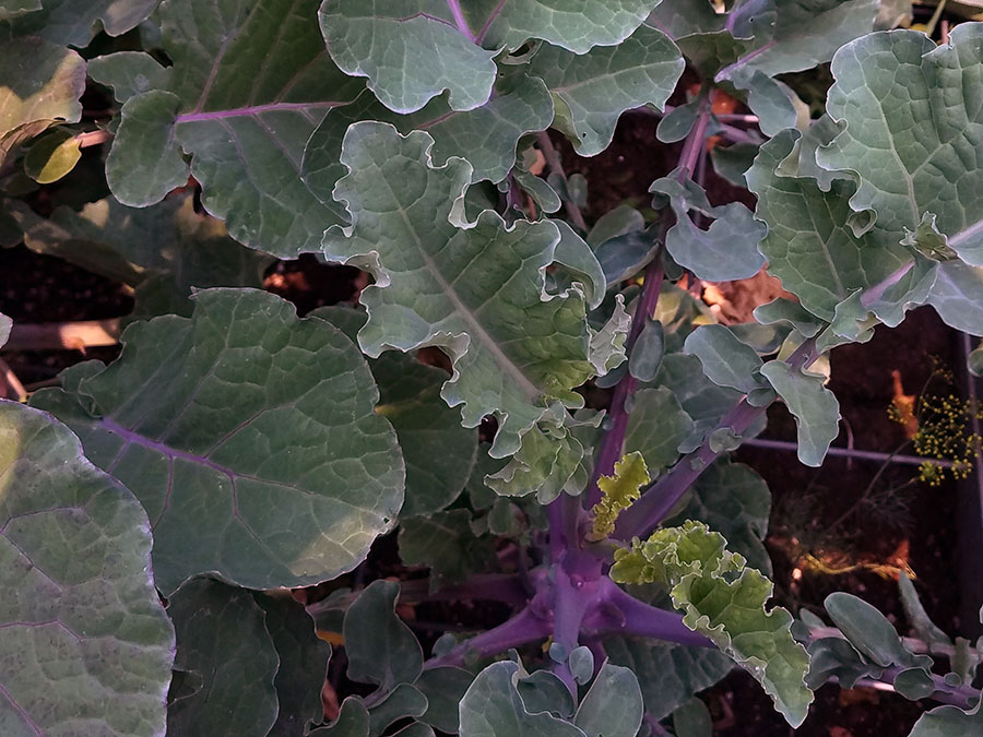 Perennial tree collards showing their beauty