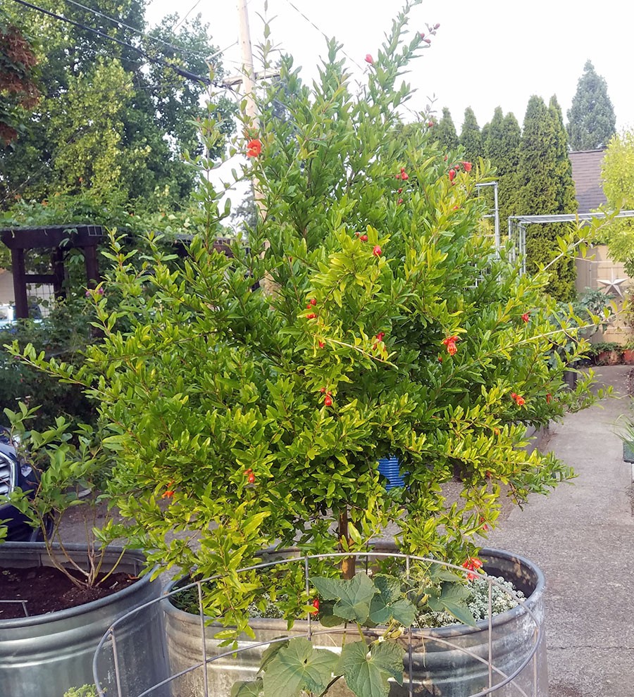 Pomegranate plant rides around our driveway in a stock tank on top of a piano dolly