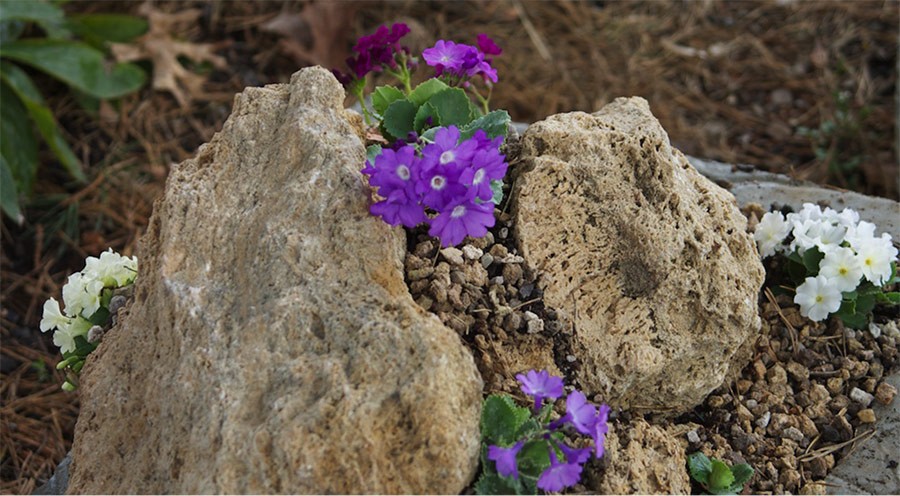 Primula container garden