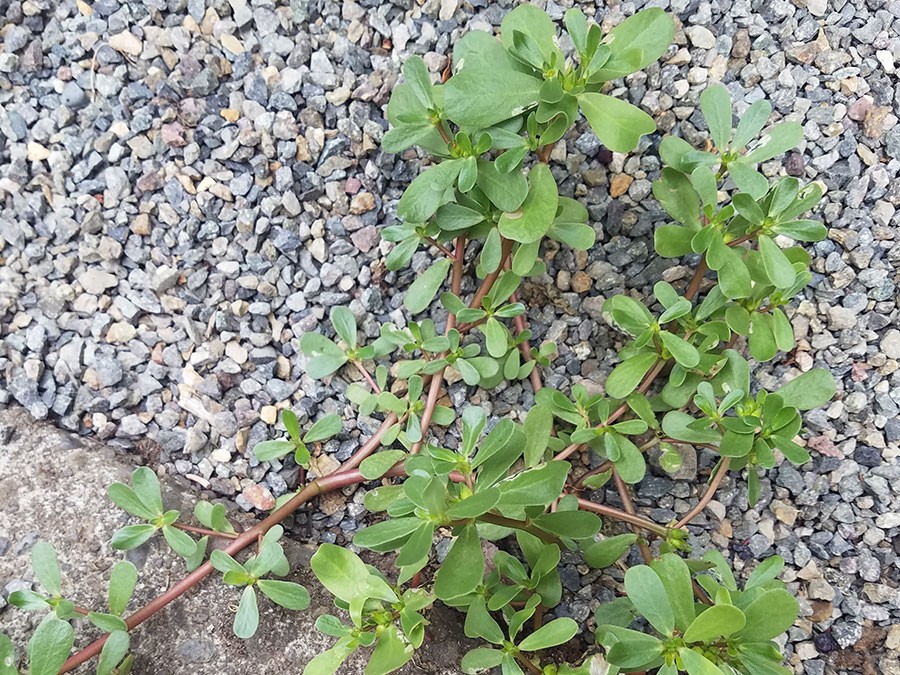 Purslane in a typical location