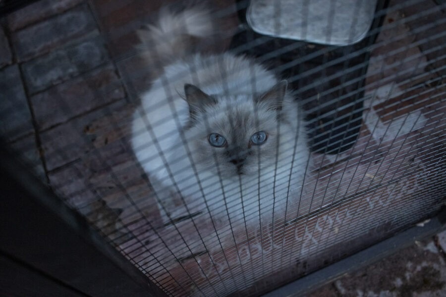 tropical garden design