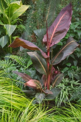 tropical garden design