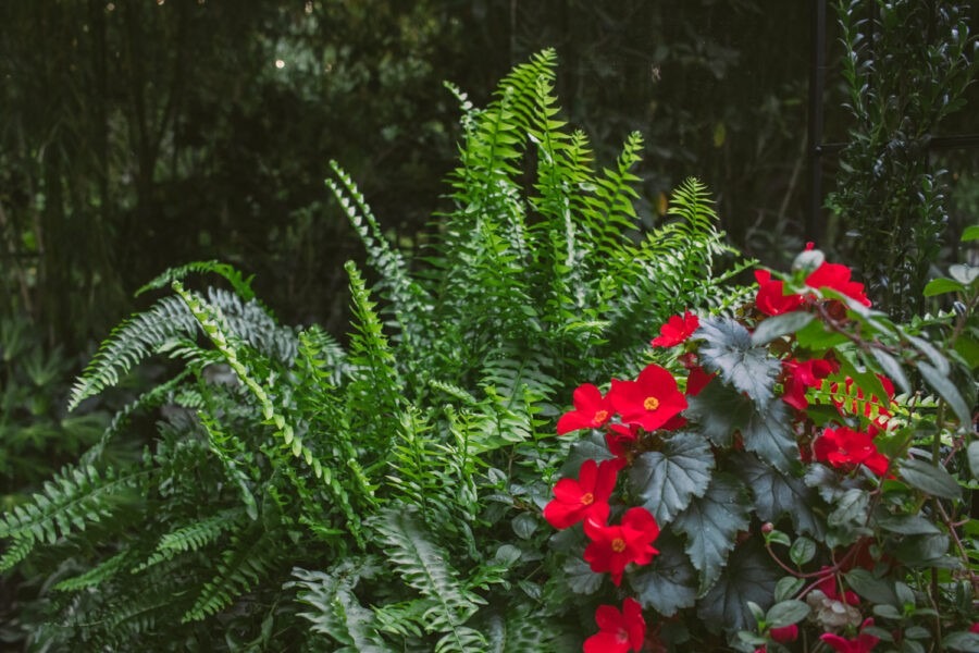 tropical garden design