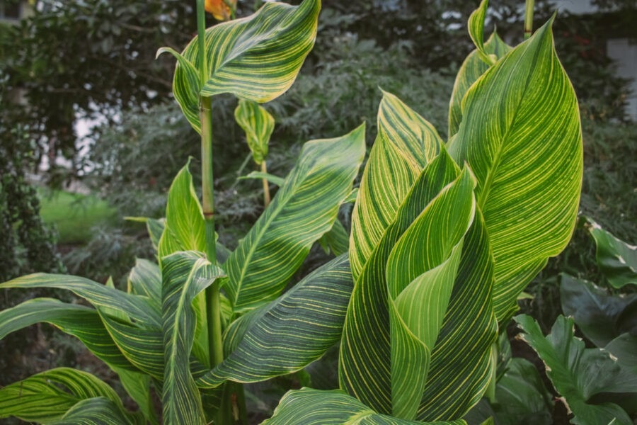 tropical garden design