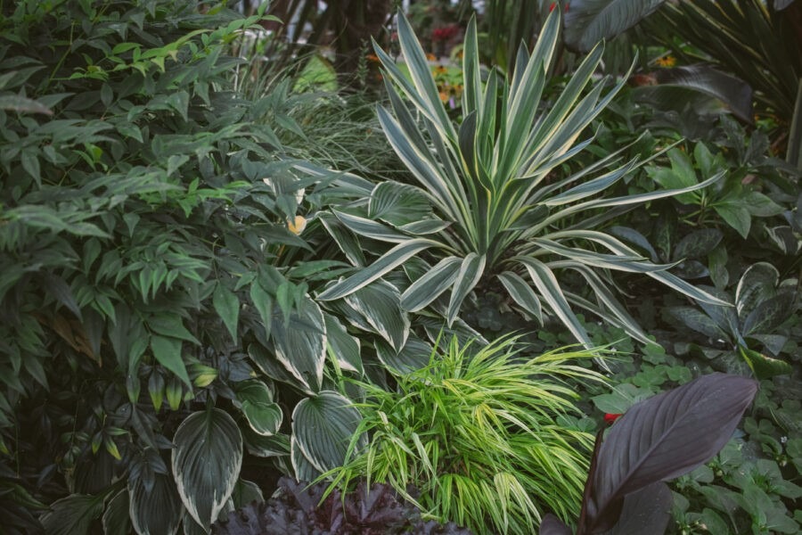 tropical garden design