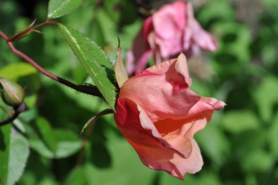 Rosa Mutabilis