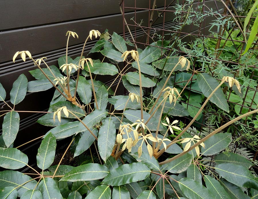 Schefflera delavayi