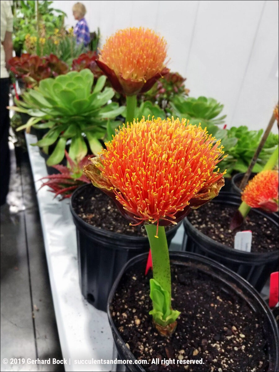 Hortlandia Scodoxis puniceus Rare Plant Research